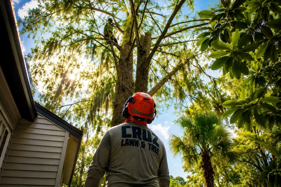 Professional tree care service